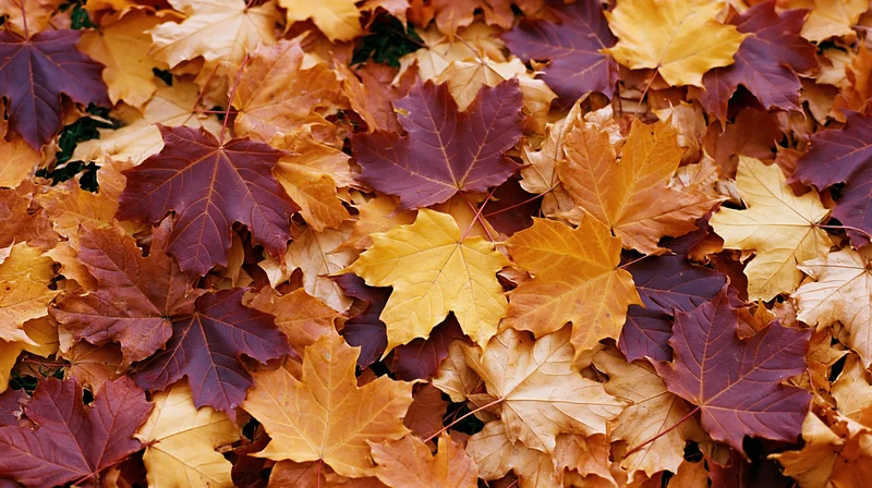 Fallen maple leaves densely covering the ground in autumn colors