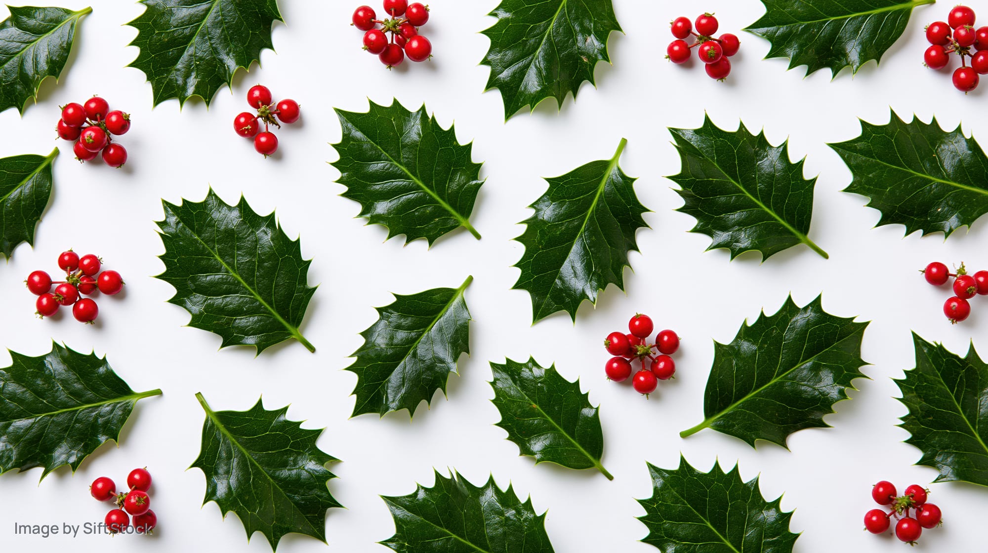 Holly leaves and red berries scattered on white surface in flat lay arrangement