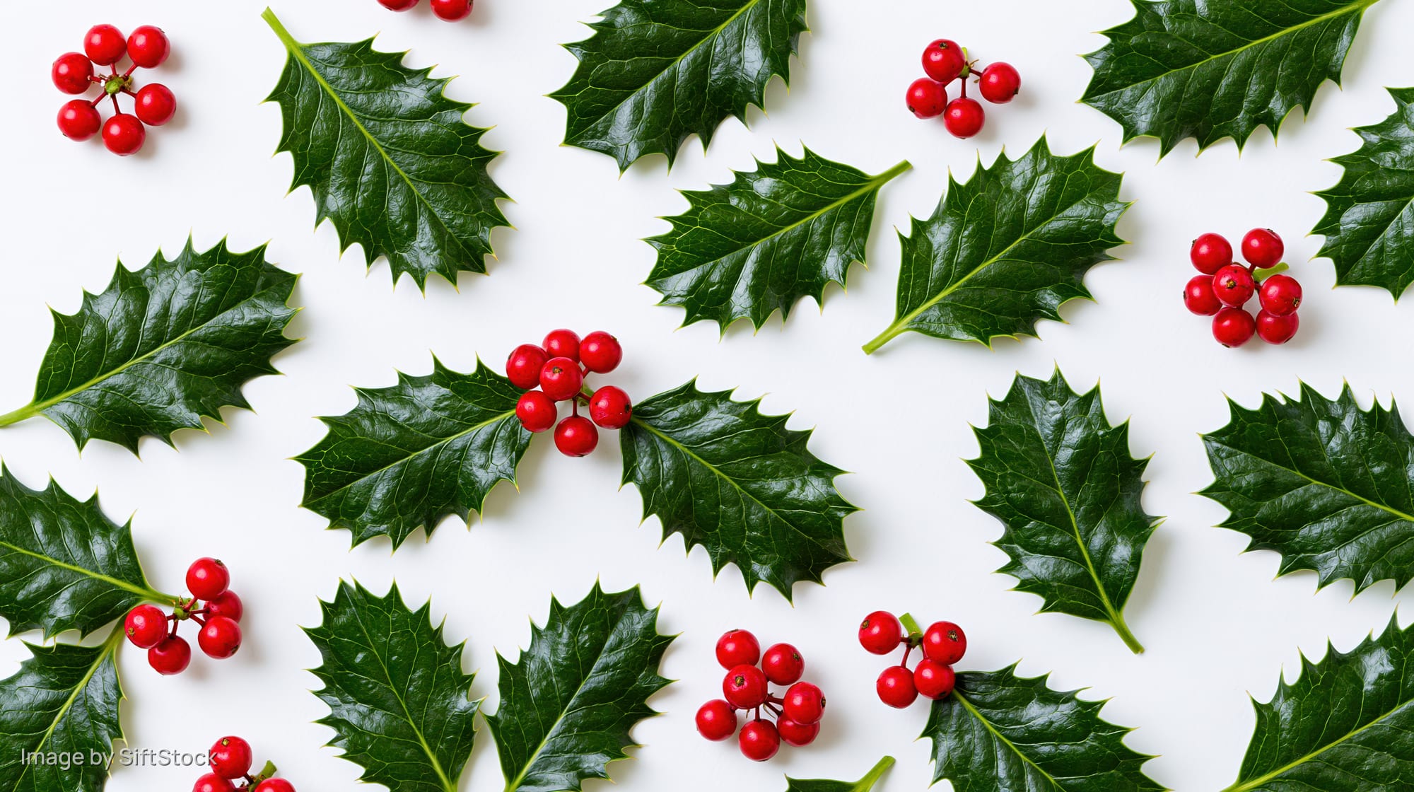 Holly leaves and red berries scattered on white background in flat lay arrangement
