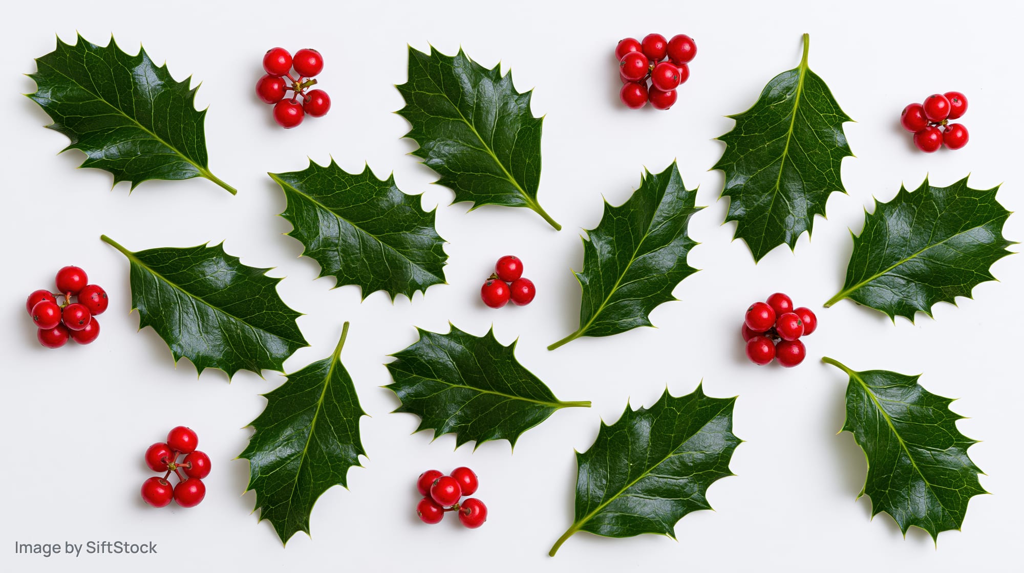 Holly leaves and red berries scattered on white surface in flat lay arrangement