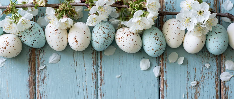 Speckled easter eggs and cherry blossoms arranged on a weathered blue wooden surface