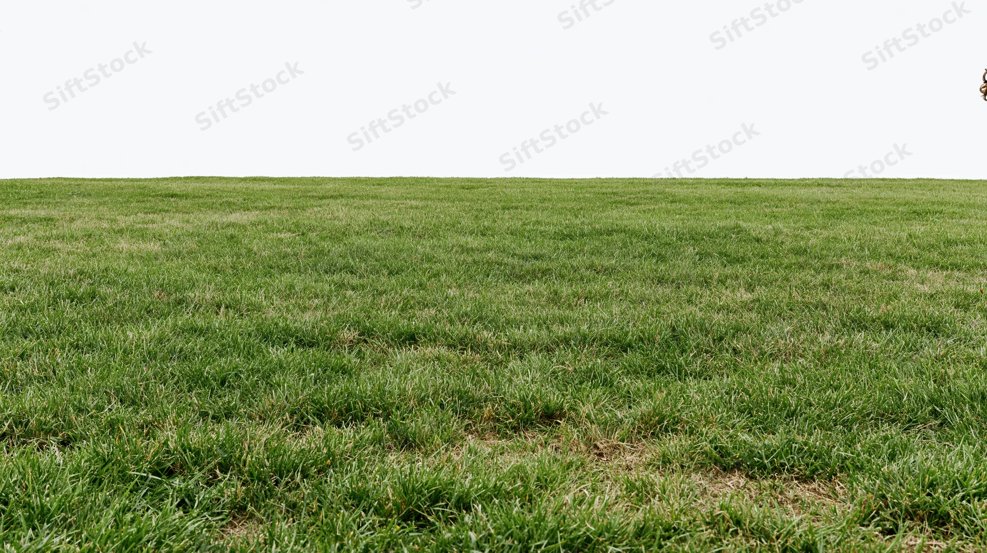 Wide low-angle view of a flat open grass field stretching to the horizon under a white sky