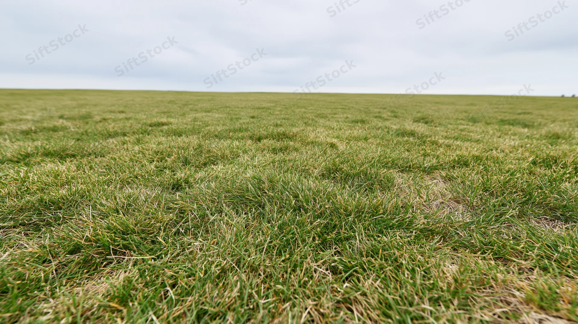 Low-angle view of a flat grass field stretching to the horizon under an overcast sky