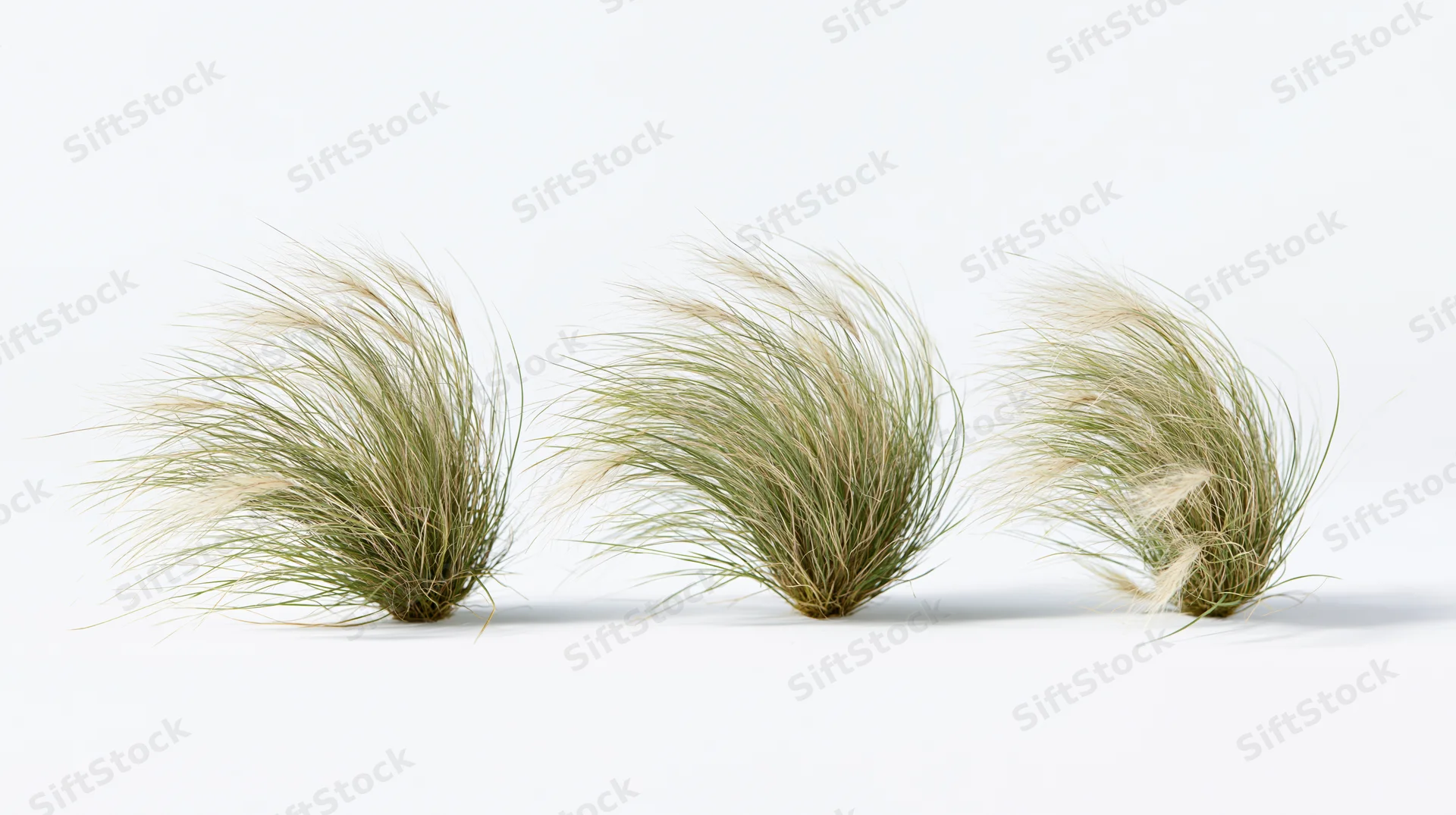 Three clumps of ornamental feather grass bending in wind on white background