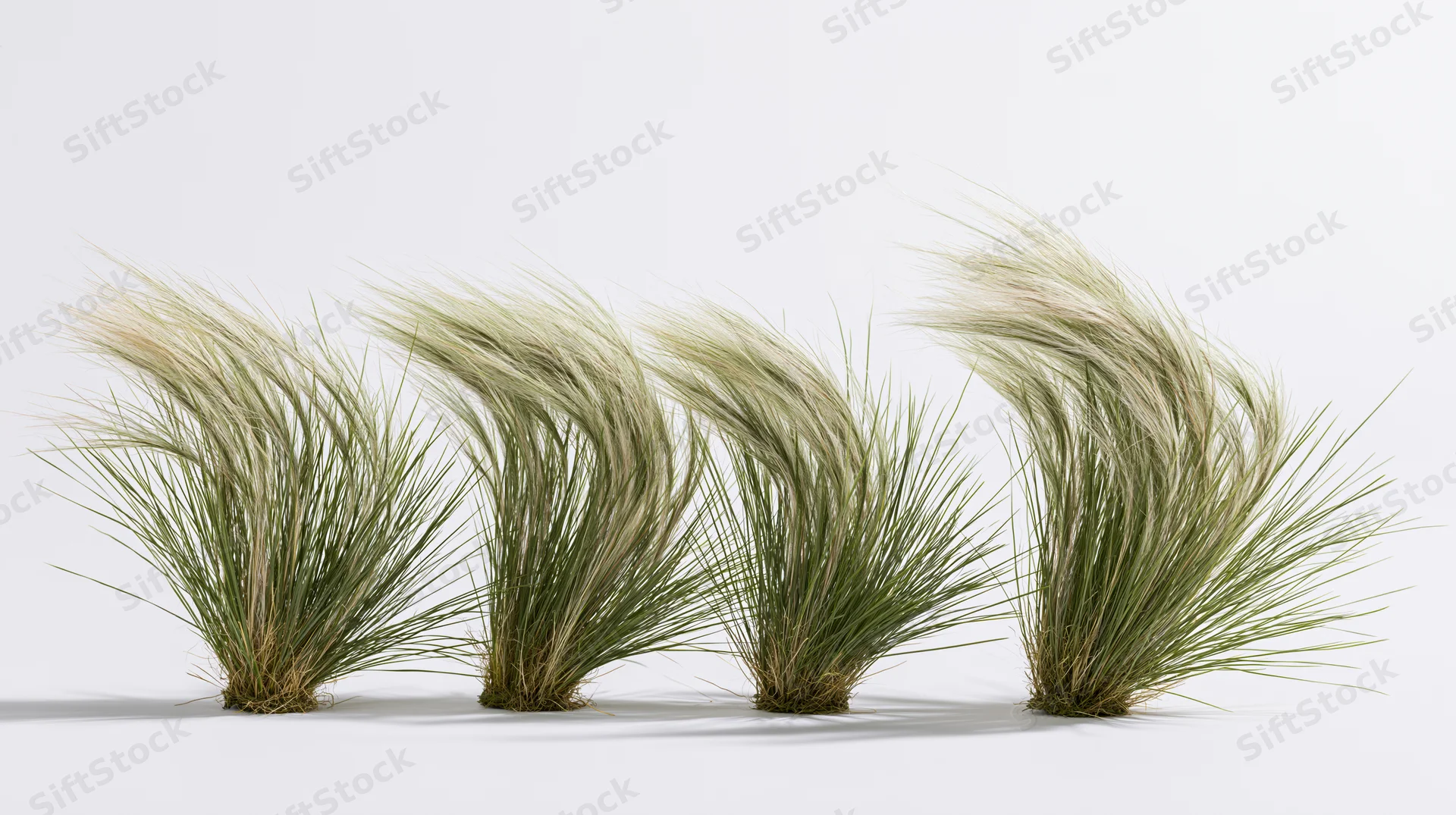 Four clumps of ornamental feather grass bending in wind arranged in a row on a white surface