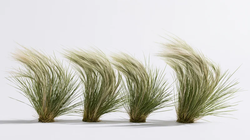 Four clumps of ornamental feather grass bending in wind arranged in a row on a white surface