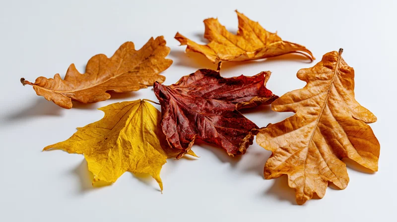 Dried autumn leaves arranged loosely on a white surface