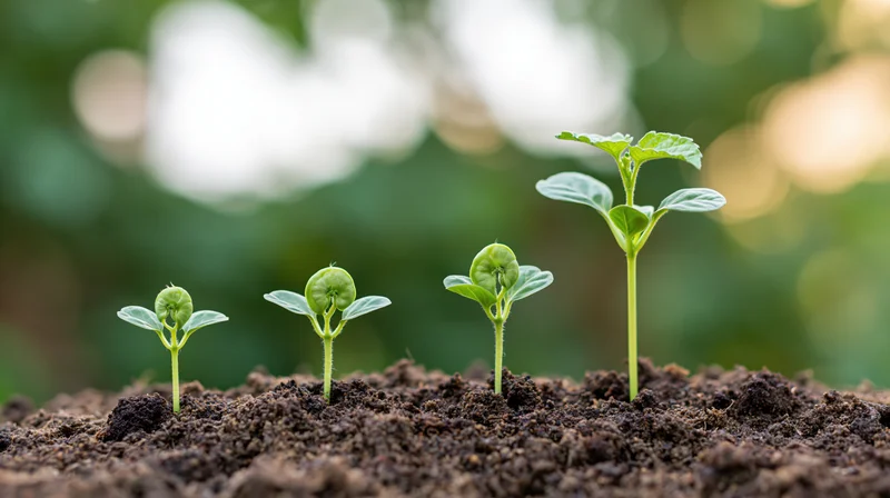 Four seedlings in progressive growth stages emerging from soil in a garden setting