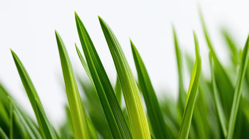 Closeup of fresh green grass blades along the bottom edge against a white background
