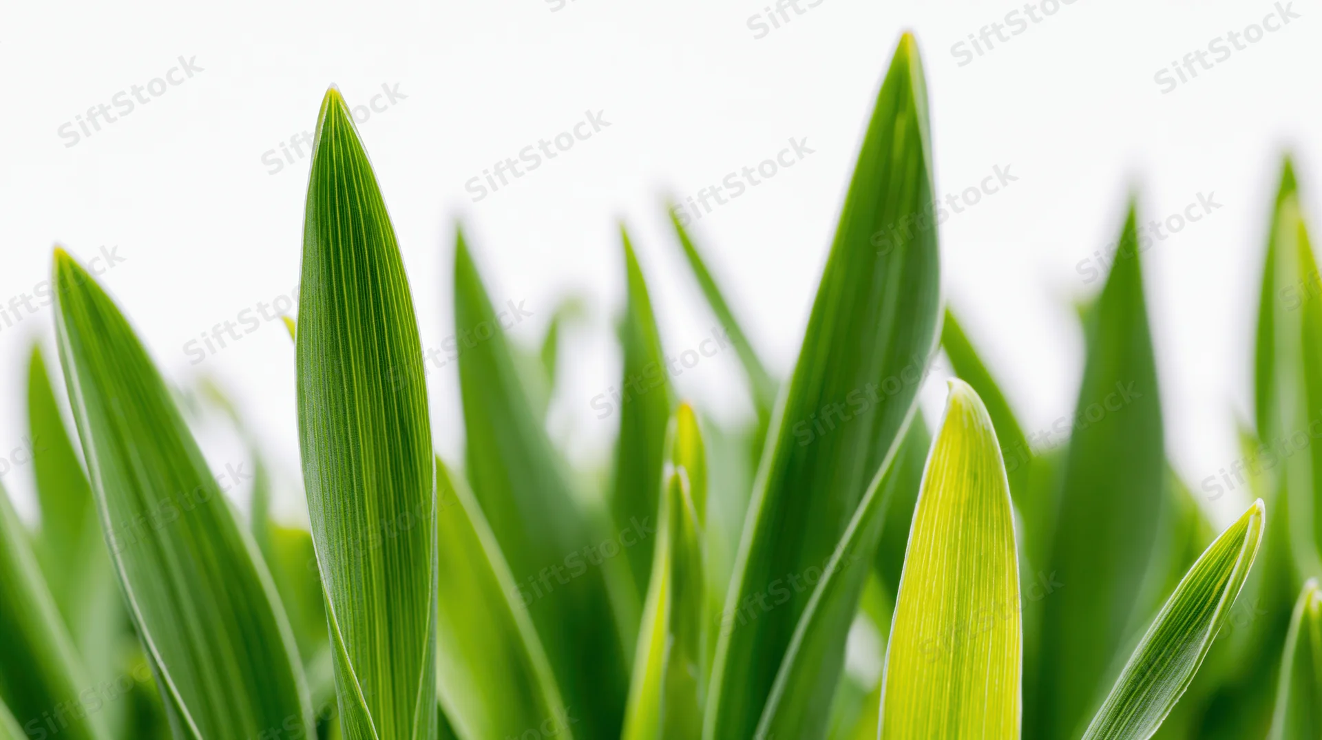 Closeup of fresh green grass blades against white background