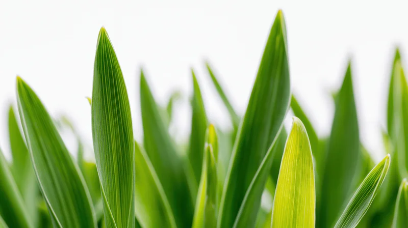 Closeup of fresh green grass blades against white background