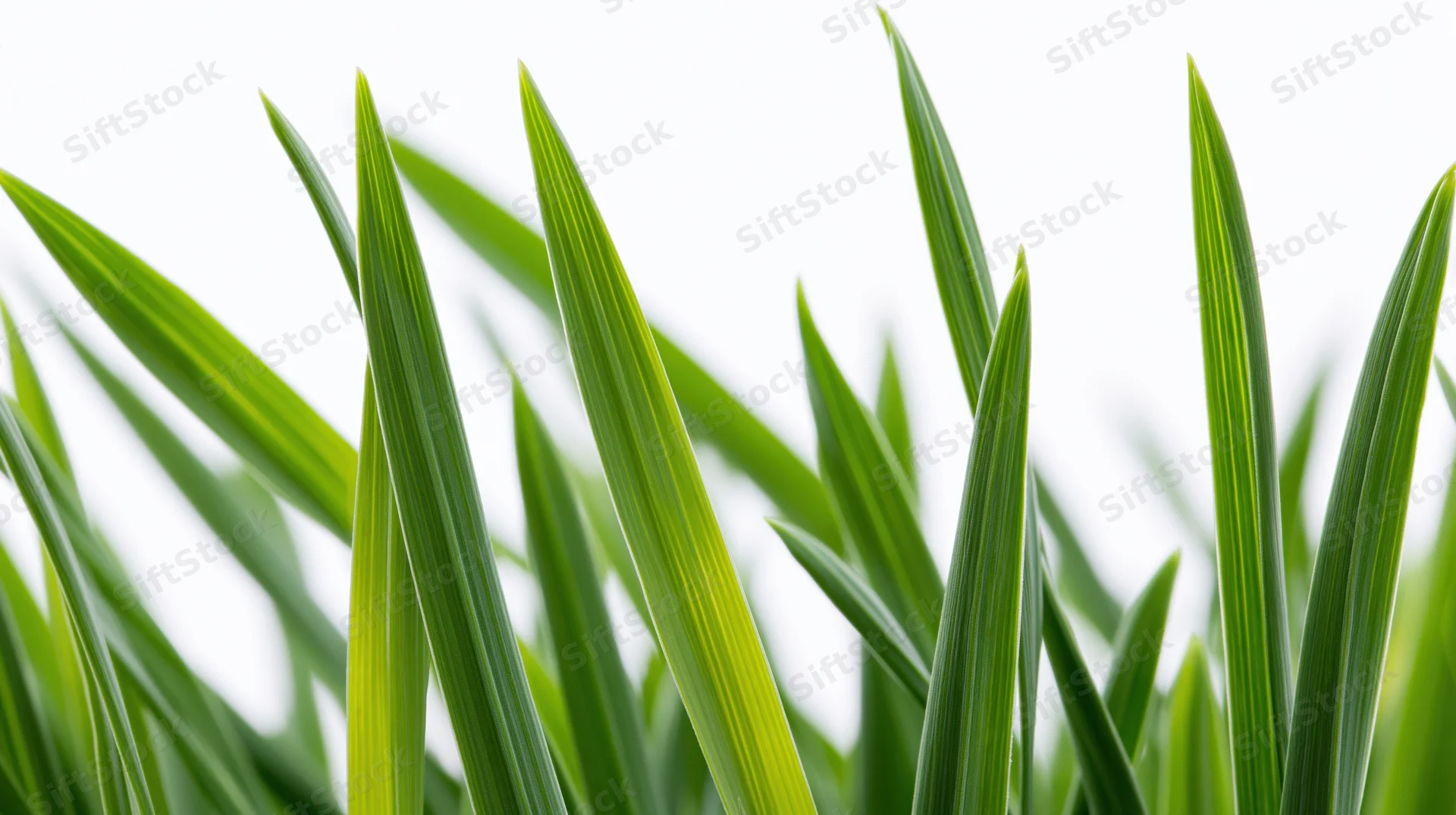 Closeup of fresh green grass blades along the bottom edge against white background