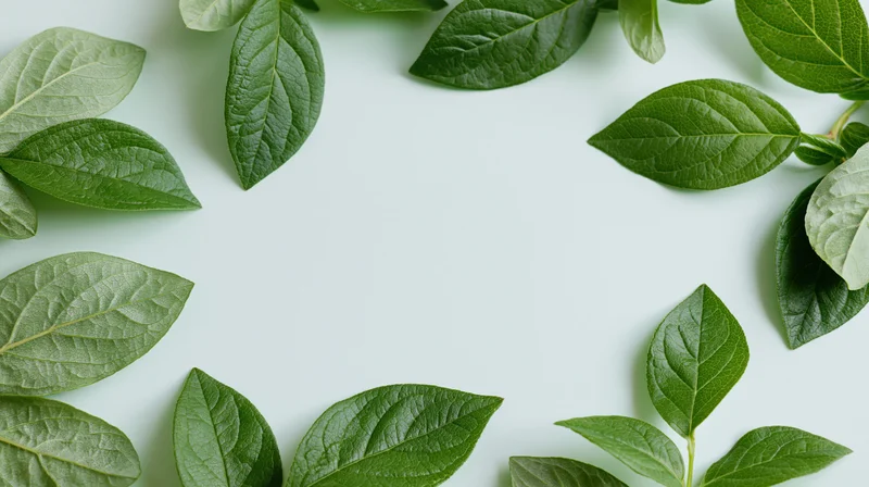 Green leaves arranged as a border framing a white surface with copyspace