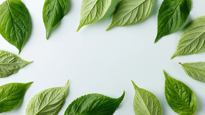 Green leaves arranged around the edges of a white surface