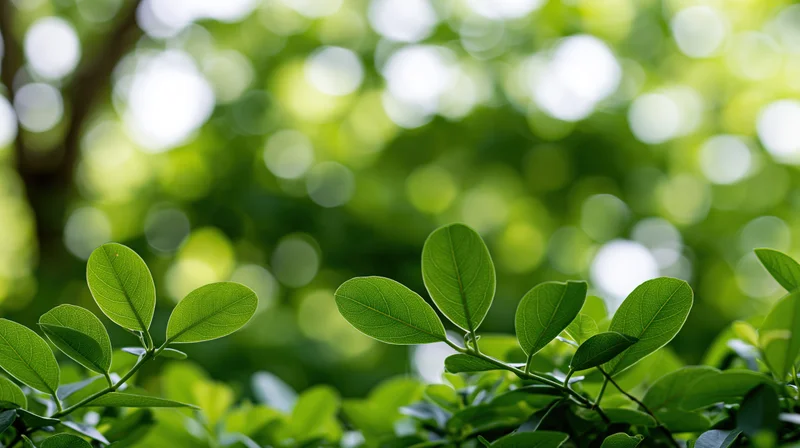 Green leaves in focus at bottom with blurred foliage and sunlight above