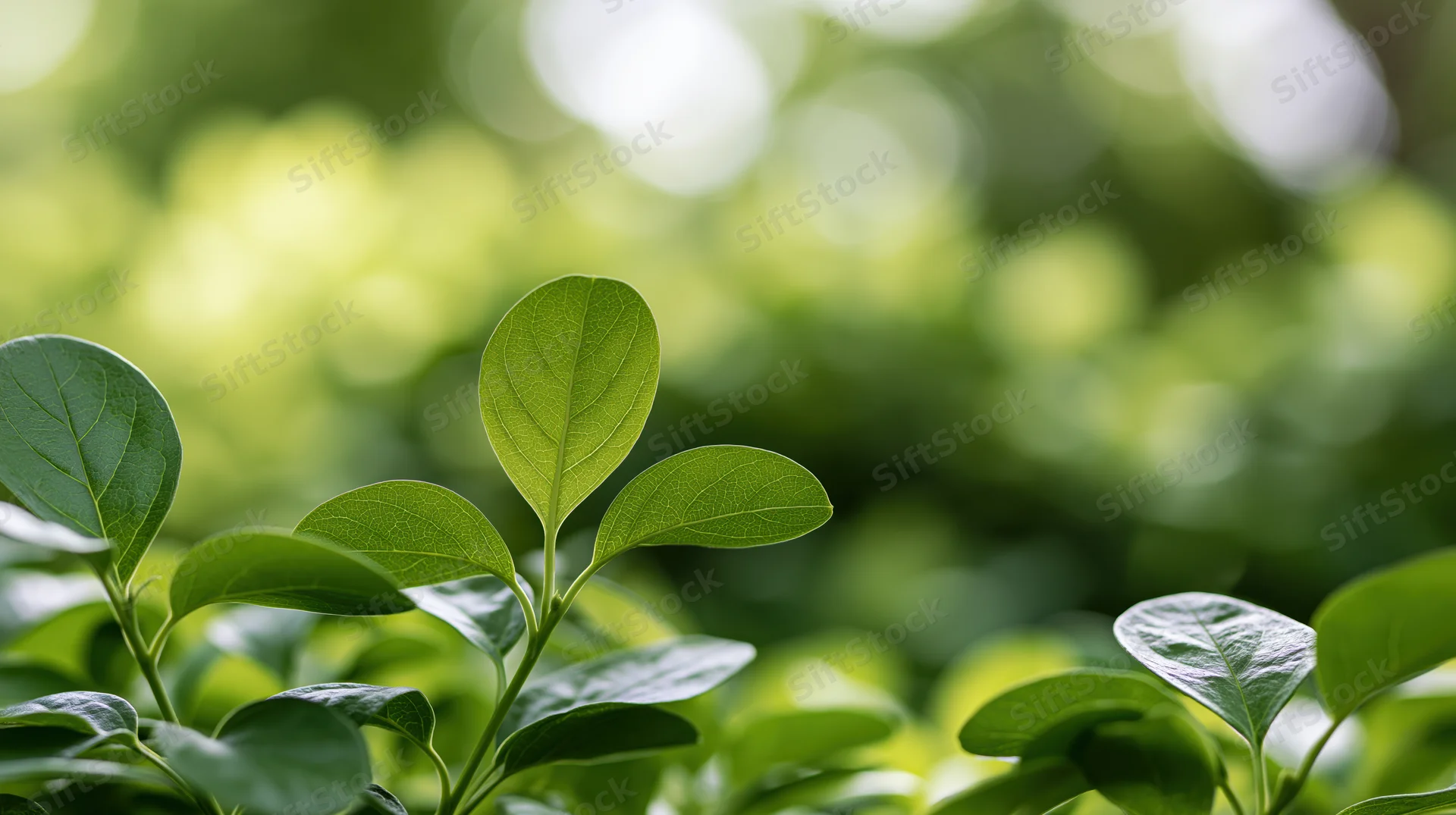 Fresh green leaves in closeup view with blurred foliage background