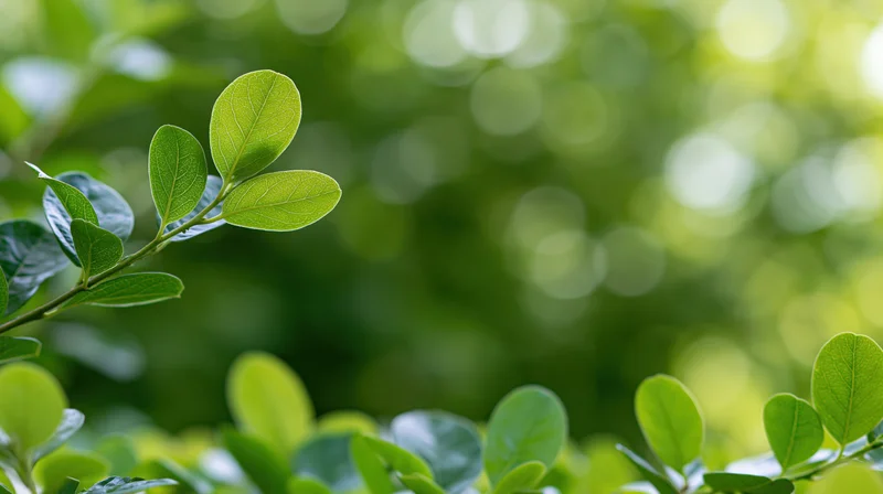 Green leaves on a branch with soft sunlight filtering through a blurred natural background