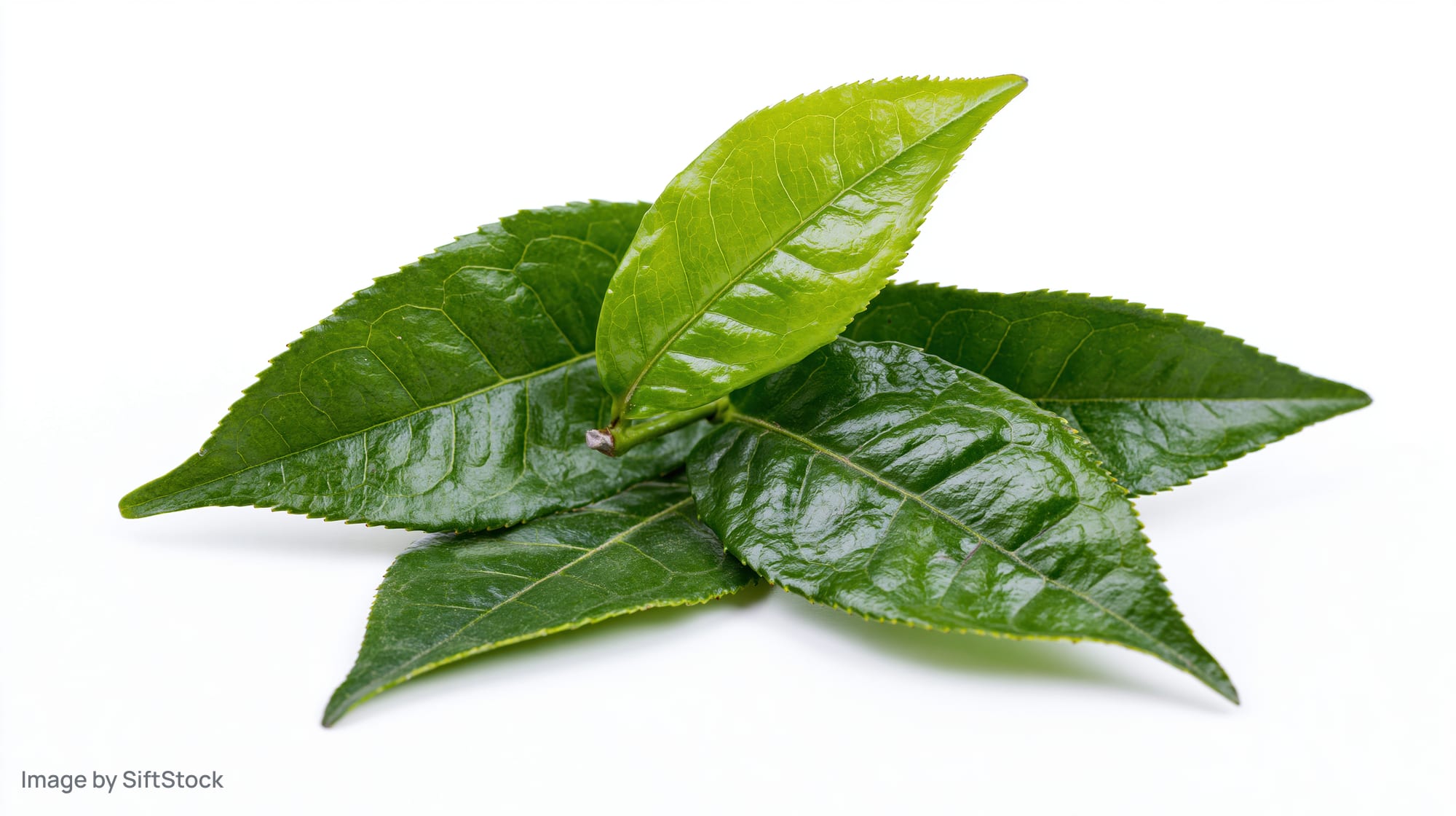 Fresh green tea leaves arranged in a small cluster on a white background
