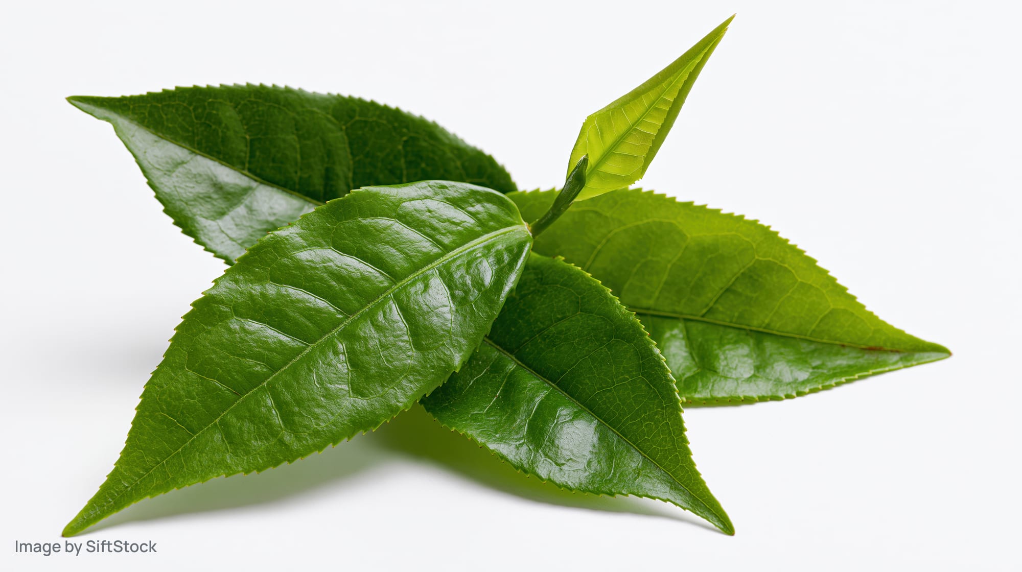 Fresh green tea leaves arranged in a small cluster isolated on white background
