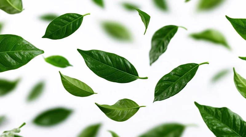 Green tropical leaves floating midair against white background