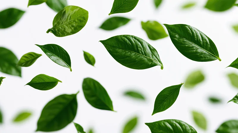 Green tropical leaves floating midair against white background