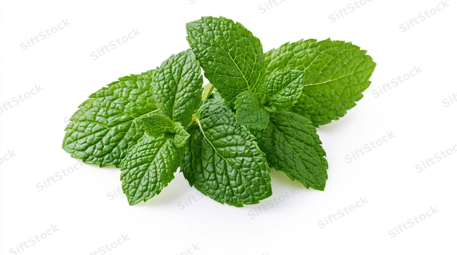Fresh mint sprigs with textured green leaves arranged on white background