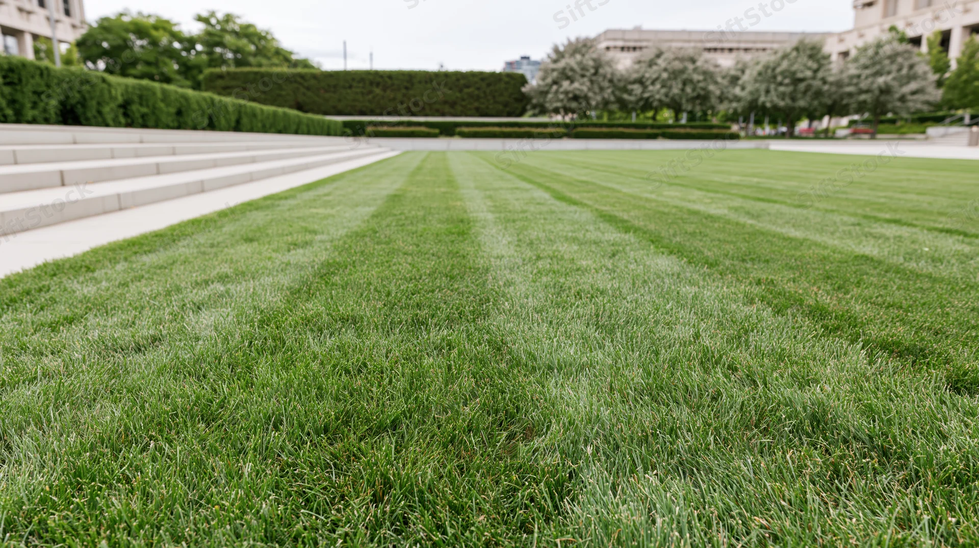 Freshly mowed lawn with striped patterns extending toward steps and hedges in an urban park setting