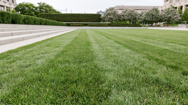 Freshly mowed lawn with striped patterns extending toward steps and hedges in an urban park setting