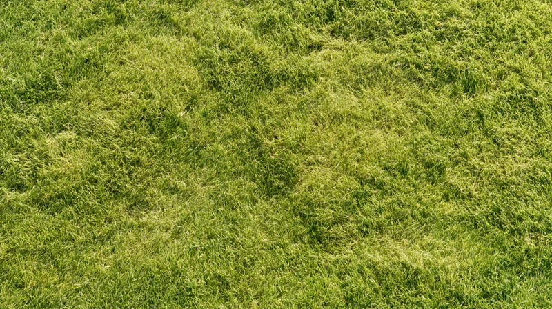 Freshly mowed grass lawn viewed from directly above in a flat overhead shot