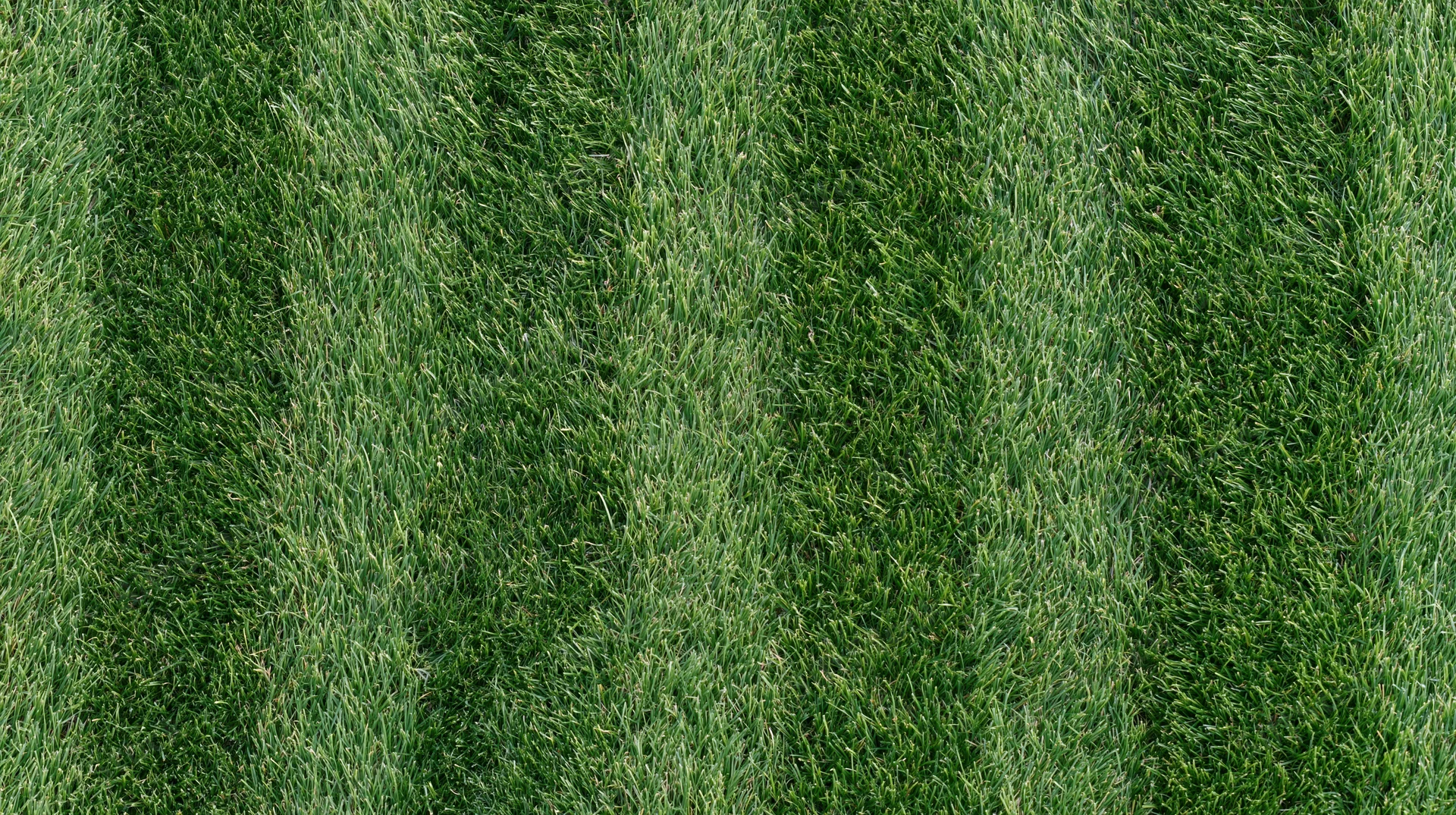 Overhead view of freshly mowed green grass lawn surface