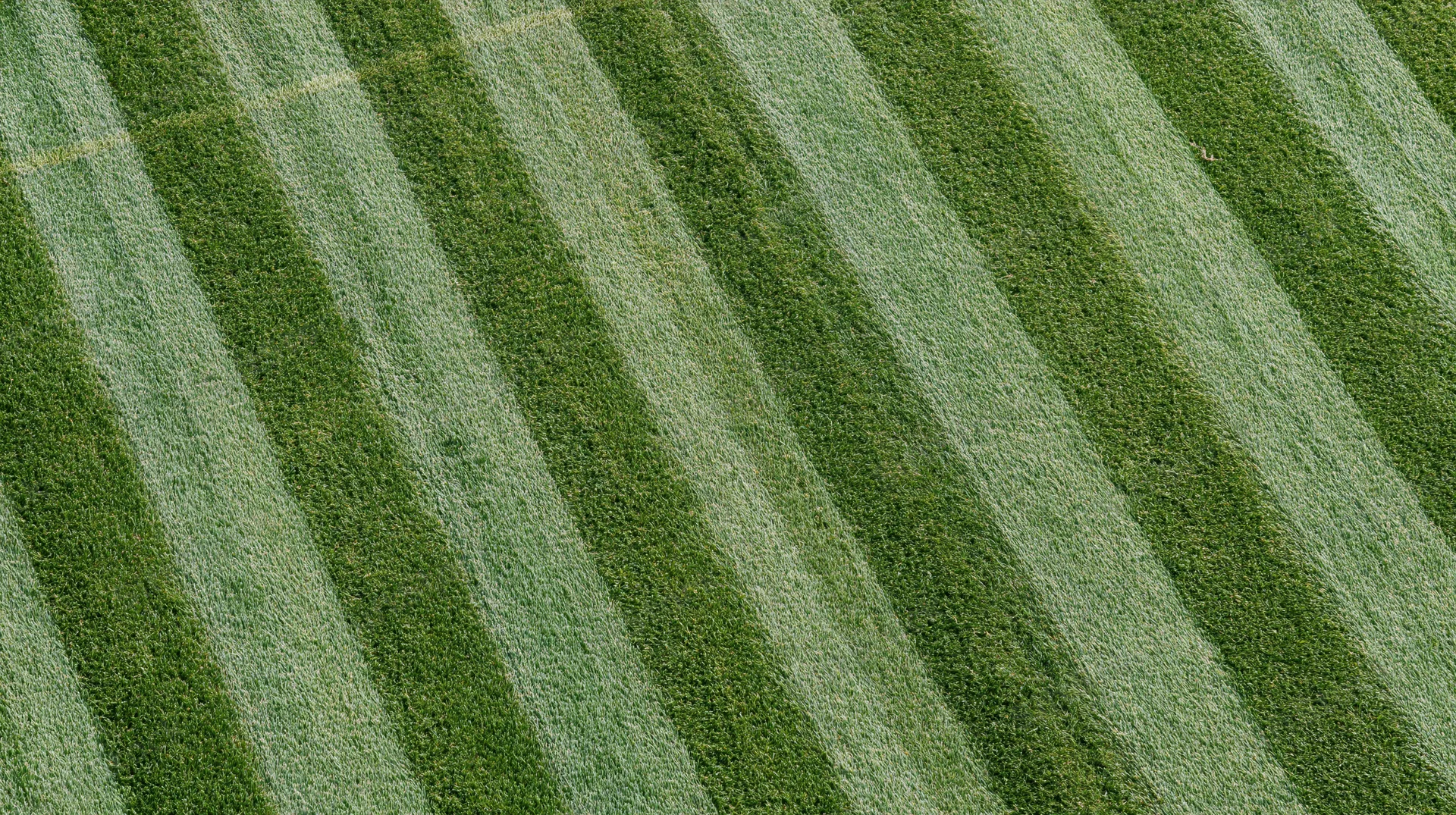 Overhead view of freshly mowed sports field grass with diagonal striped pattern
