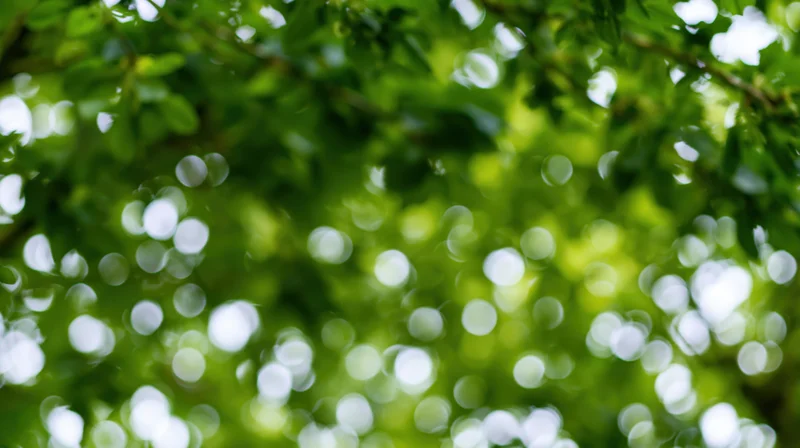 Defocused tree canopy foliage with sunlight filtering through leaves, creating bokeh effect in a natural outdoor setting