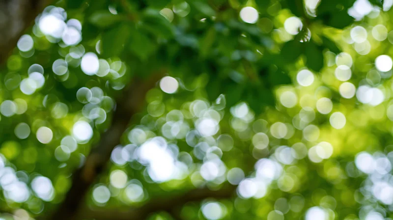 Defocused tree canopy with sunlight filtering through green leaves creating bokeh effect