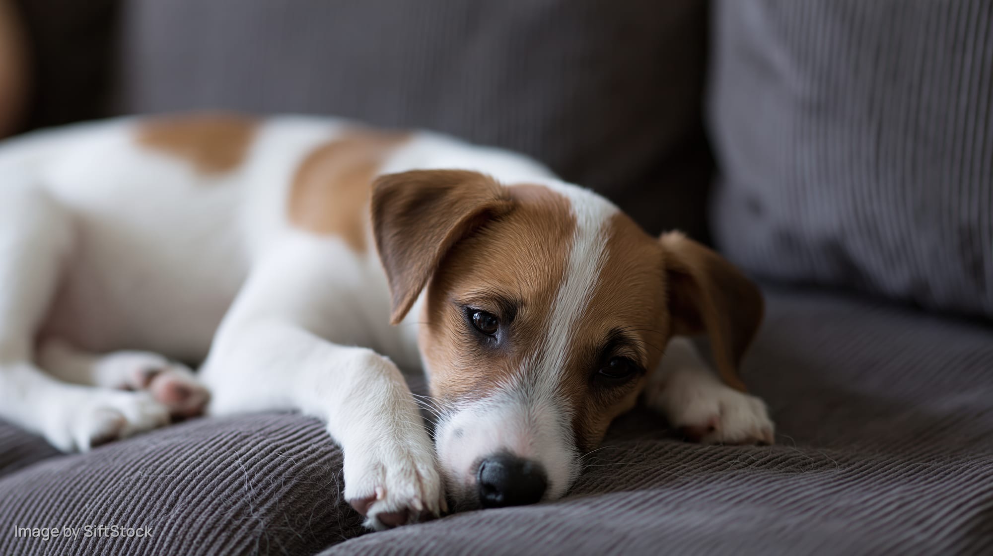 Jack russell terrier puppy lying on dark grey corduroy couch