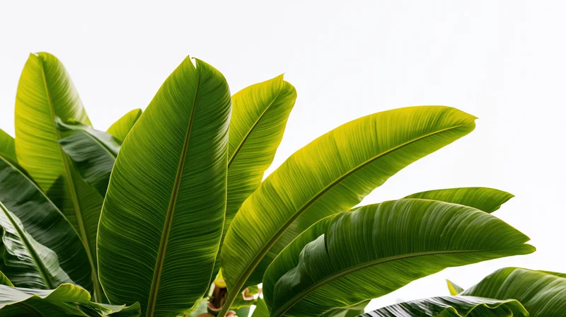 Large banana plant leaves filling the bottom and sides of the frame against a white background