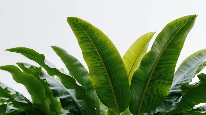 Large banana plant leaves filling the frame against a bright sky