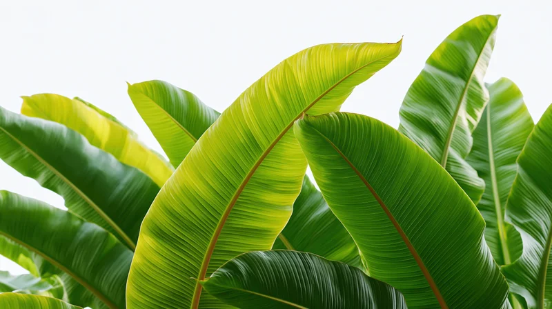 Large banana plant leaves filling the frame against a bright white background