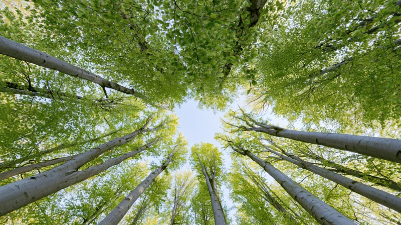Upward view through a dense aspen forest canopy toward the sky