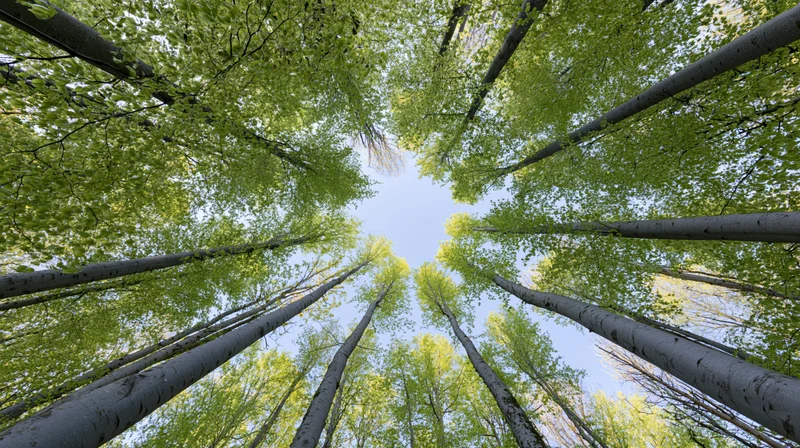 Upward view through a birch tree canopy in a forest, showing tall trunks and green foliage against the sky