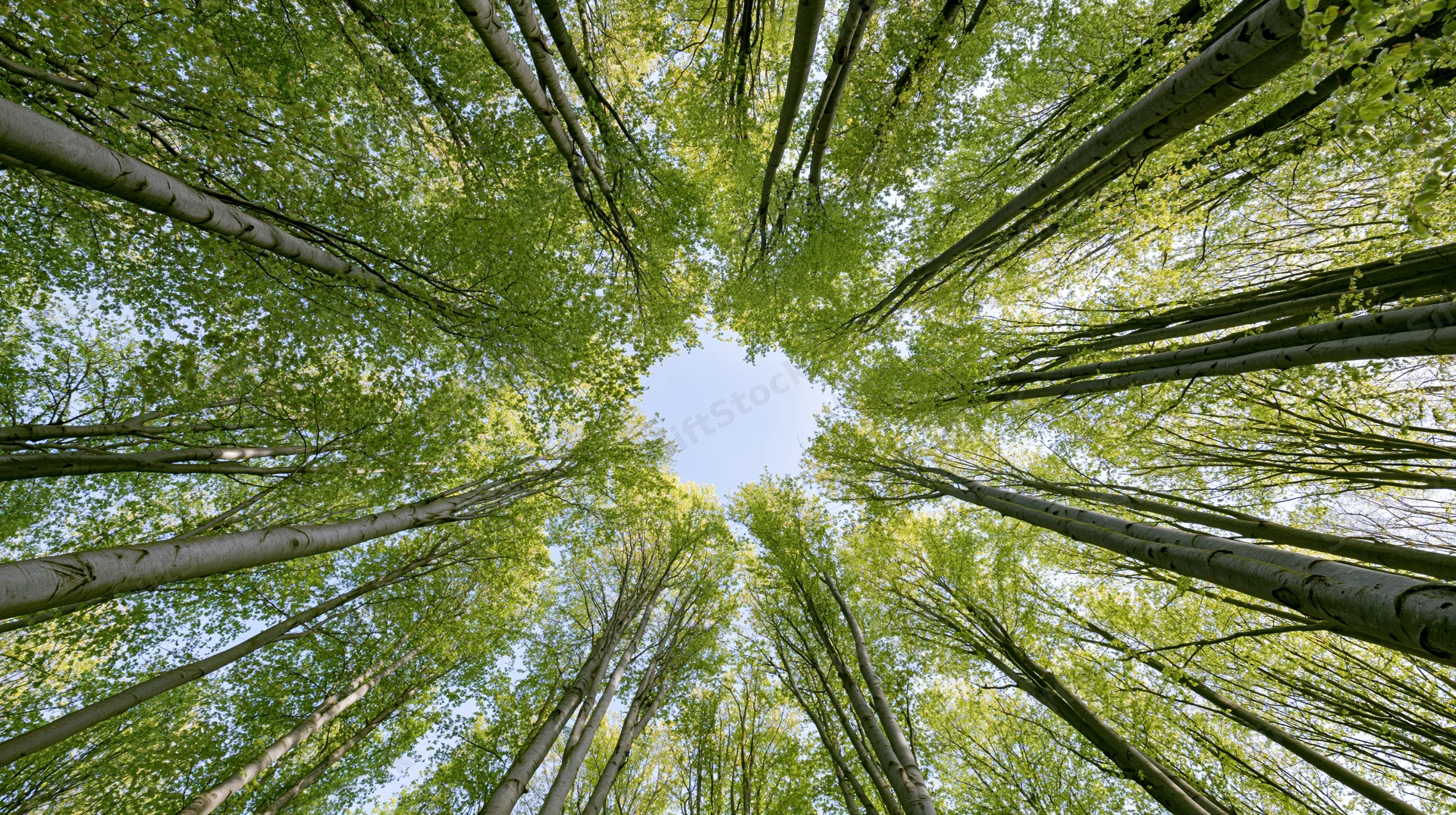 Upward view through a dense aspen forest canopy revealing a circular patch of blue sky