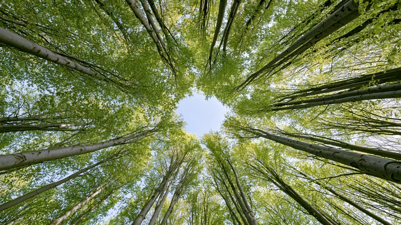 Upward view through a dense aspen forest canopy revealing a circular patch of blue sky