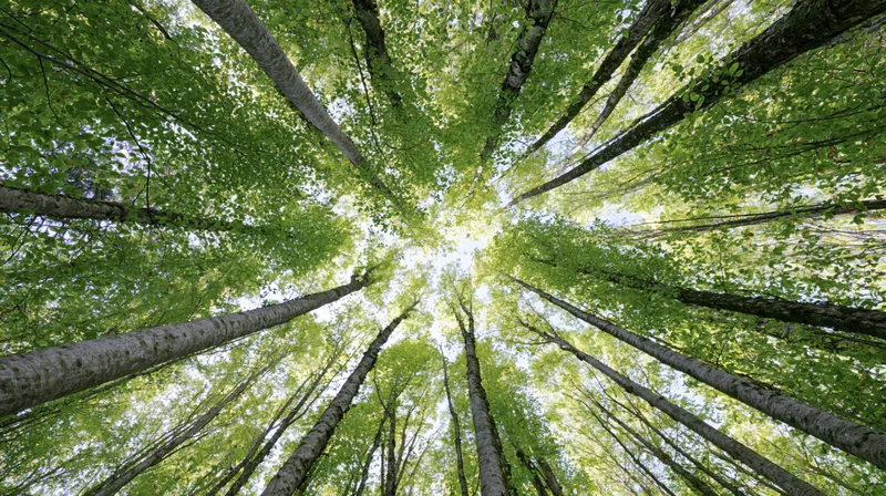 Upward view of tall birch trees forming a dense green canopy in a deciduous forest
