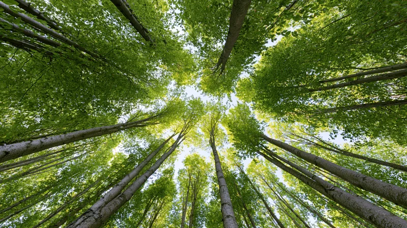 Upward view of tall aspen trees forming a dense green canopy in a deciduous forest
