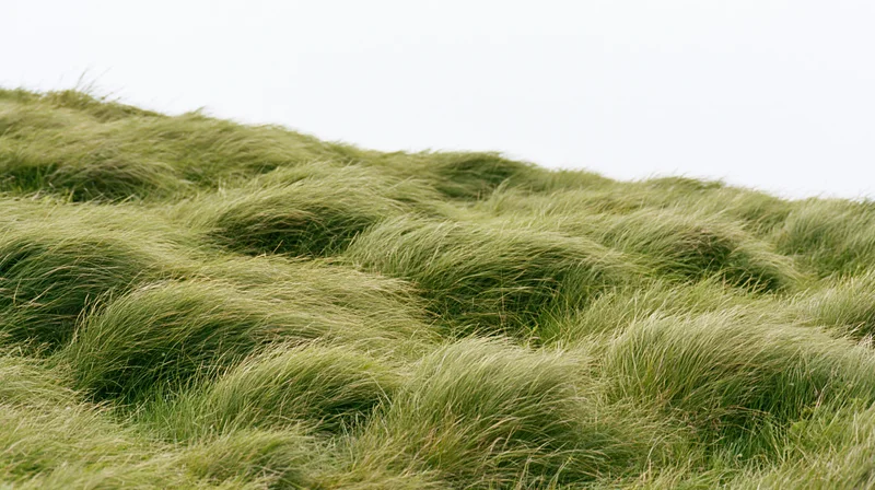 Dense wild grass covering a rolling hill under an overcast sky