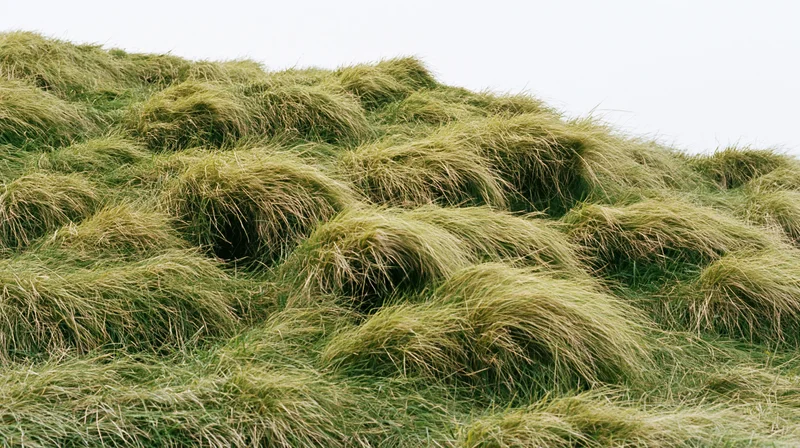 Dense wild grass tufts covering a rolling hillside under an overcast sky