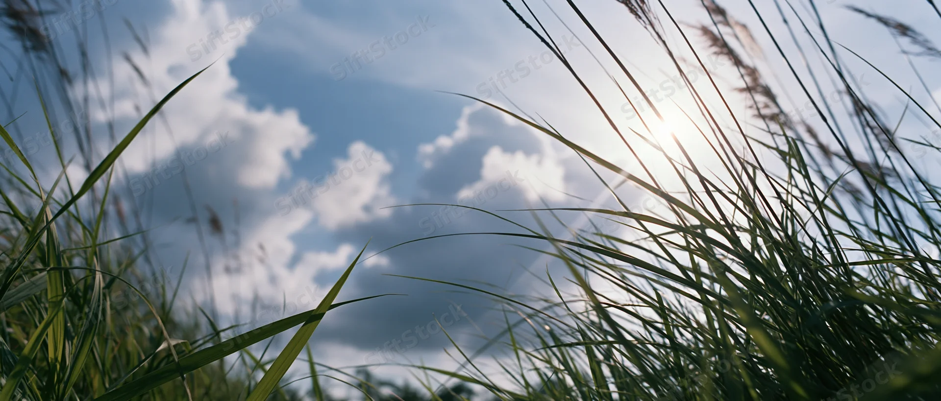 Low-angle view through tall wild grass toward a blue sky with scattered clouds and sun shining through