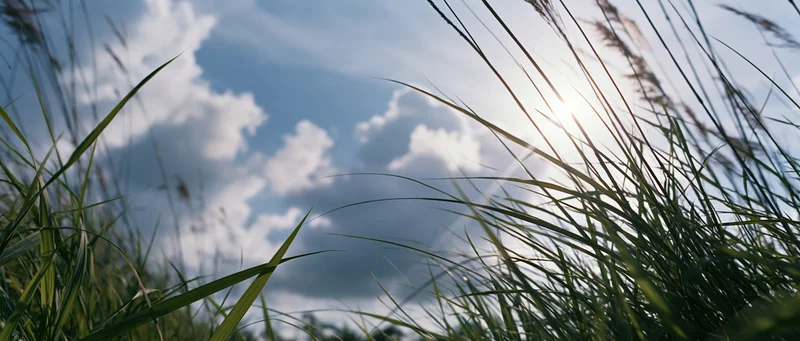 Low-angle view through tall wild grass toward a blue sky with scattered clouds and sun shining through