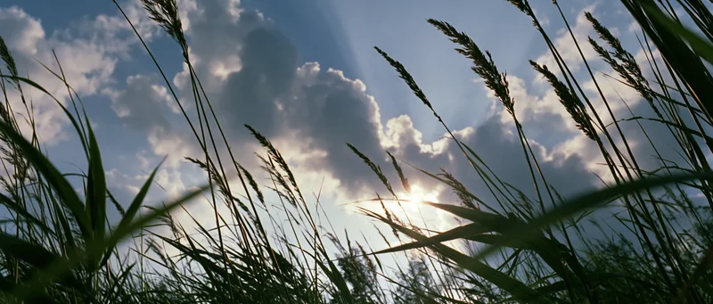 Tall wild grass silhouetted against a sunlit sky with scattered clouds, viewed from a low angle in an open field