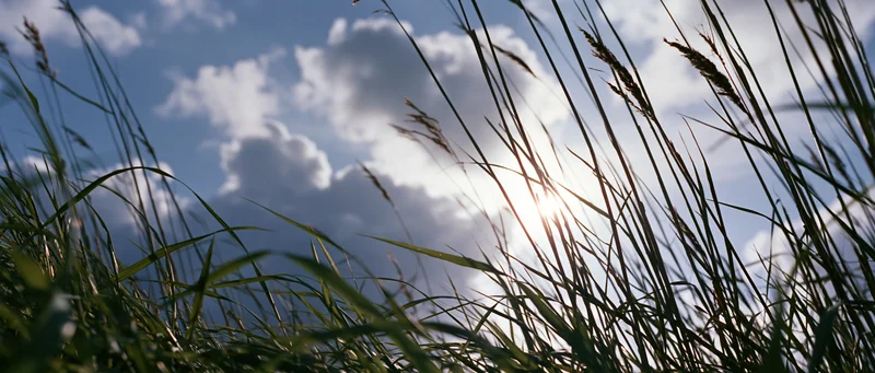 Low-angle view through tall wild grass toward blue sky with clouds and sun shining through blades