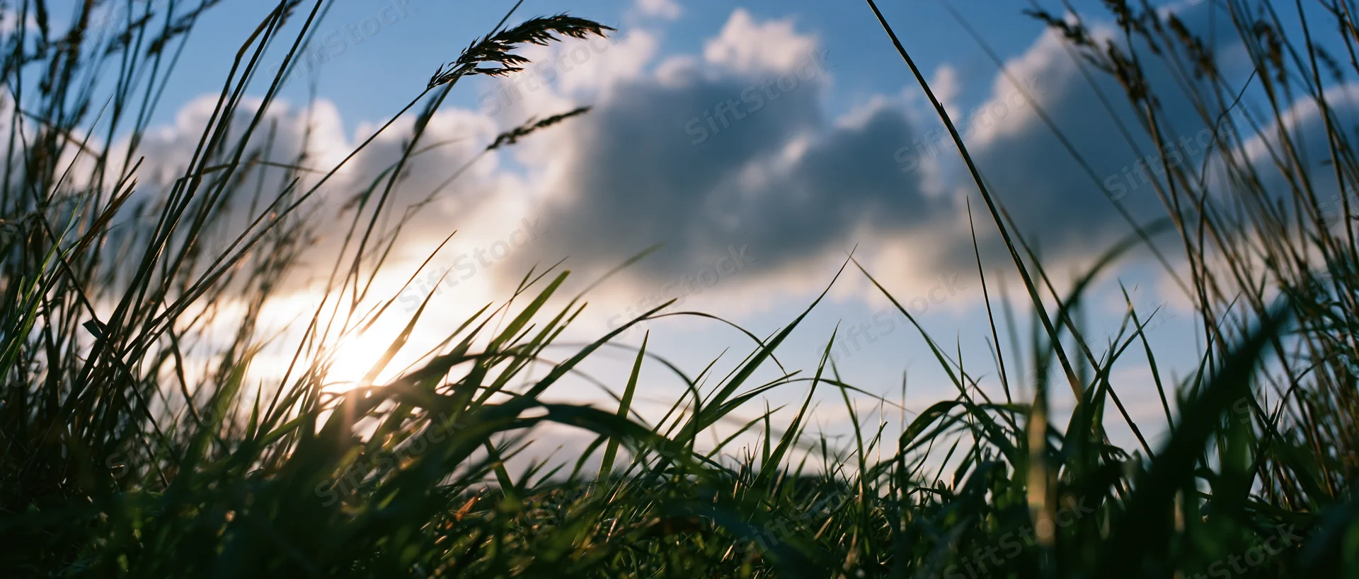 Low-angle view through tall grass toward a sunlit sky with scattered clouds over a meadow